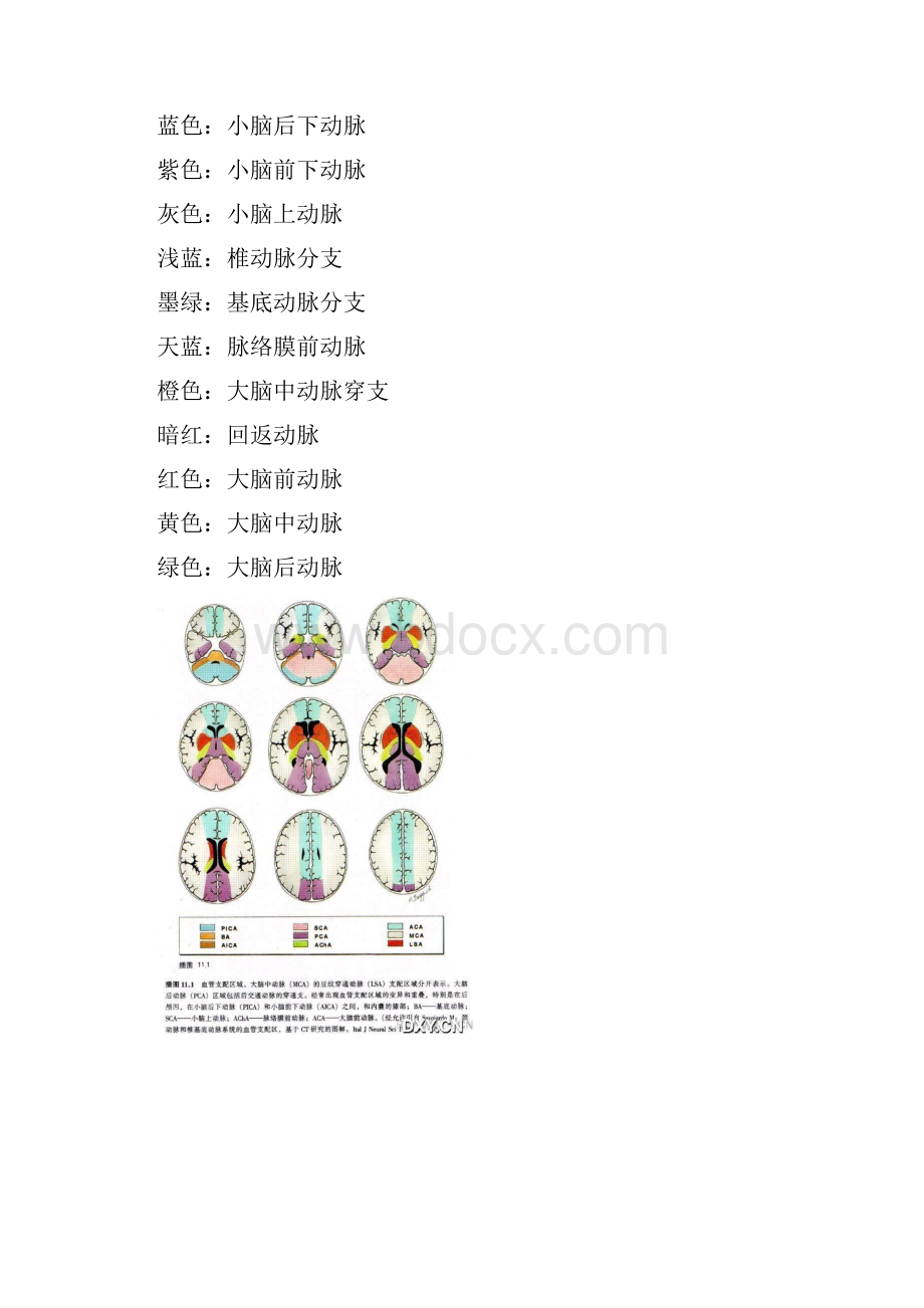 脑血管支配区域.docx_第2页