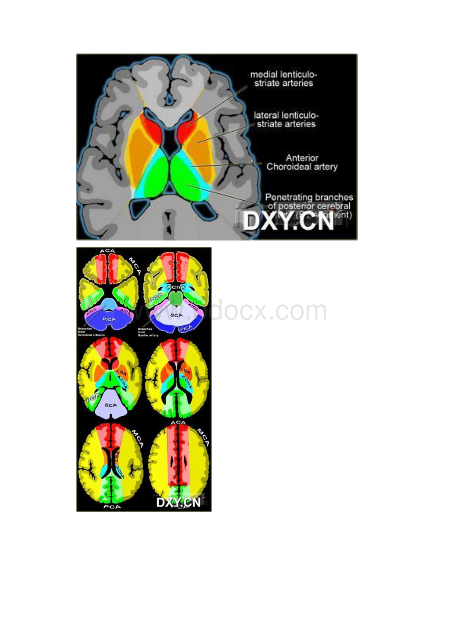 脑血管支配区域.docx_第3页