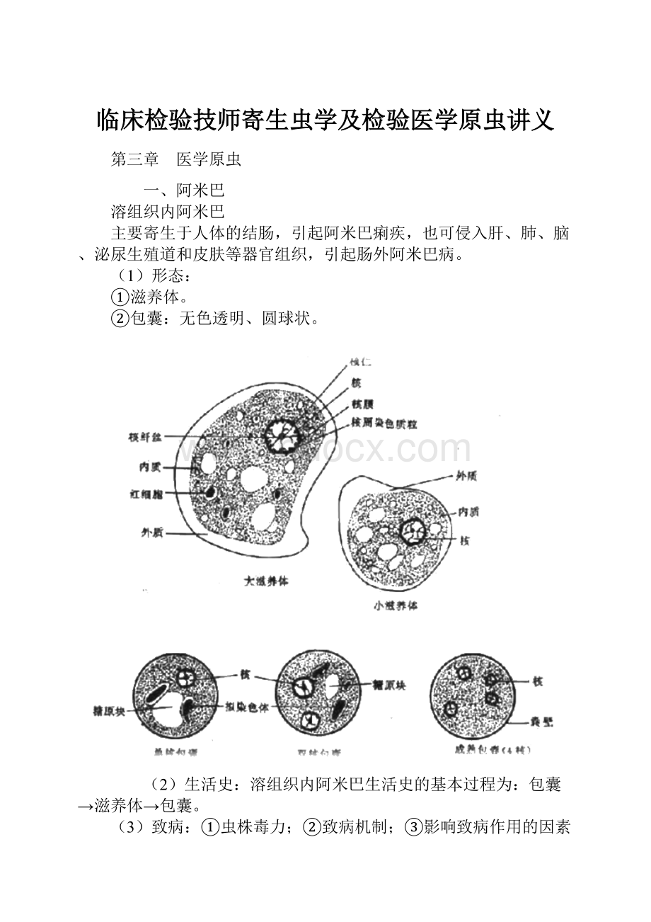 临床检验技师寄生虫学及检验医学原虫讲义.docx