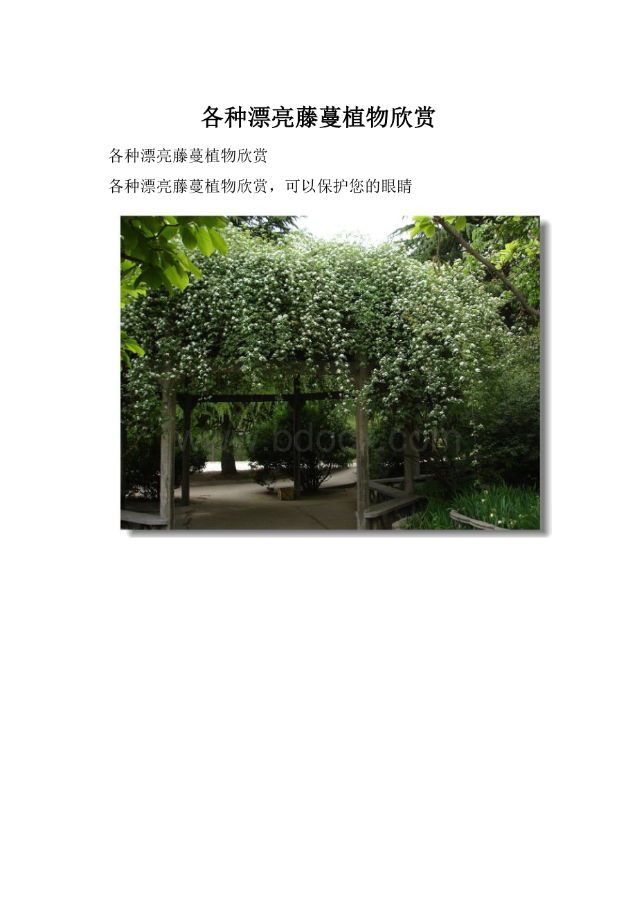 各种漂亮藤蔓植物欣赏.docx