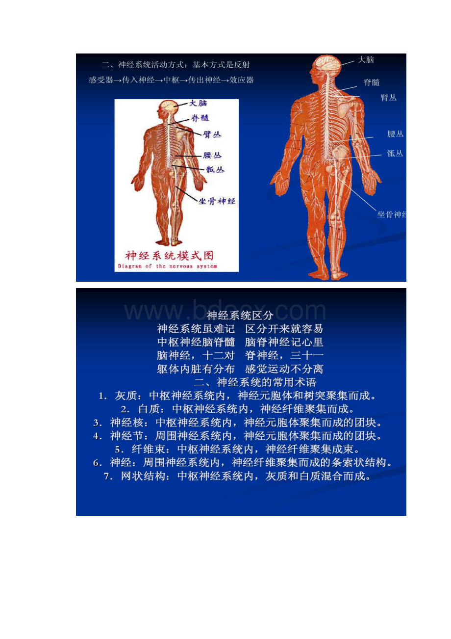 人体解剖学第九章神经系统周围神经系统1.docx_第2页