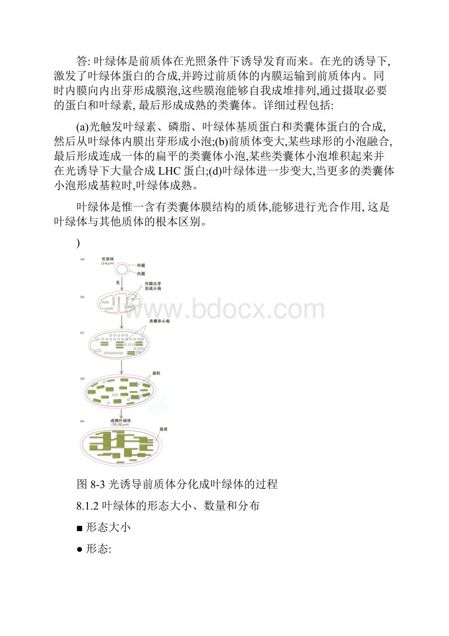 08叶绿体与光合作用.docx_第3页