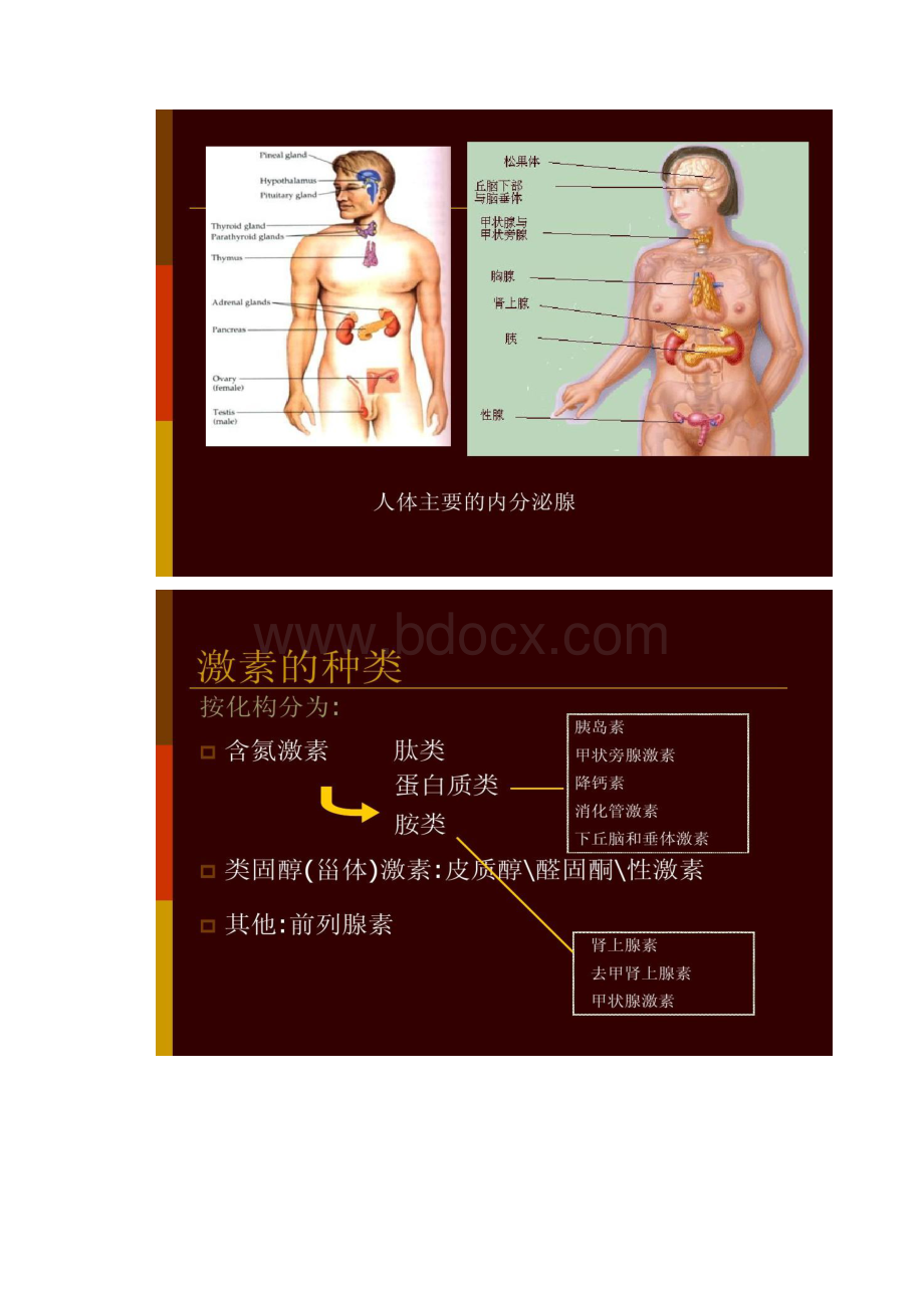 021人体解剖学 内分泌系统1汇总.docx_第2页