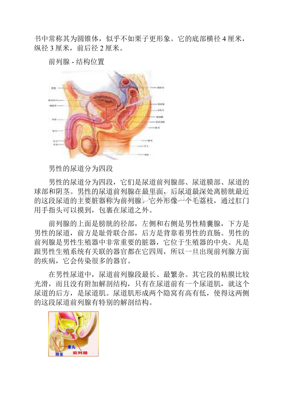 前列腺.docx_第3页