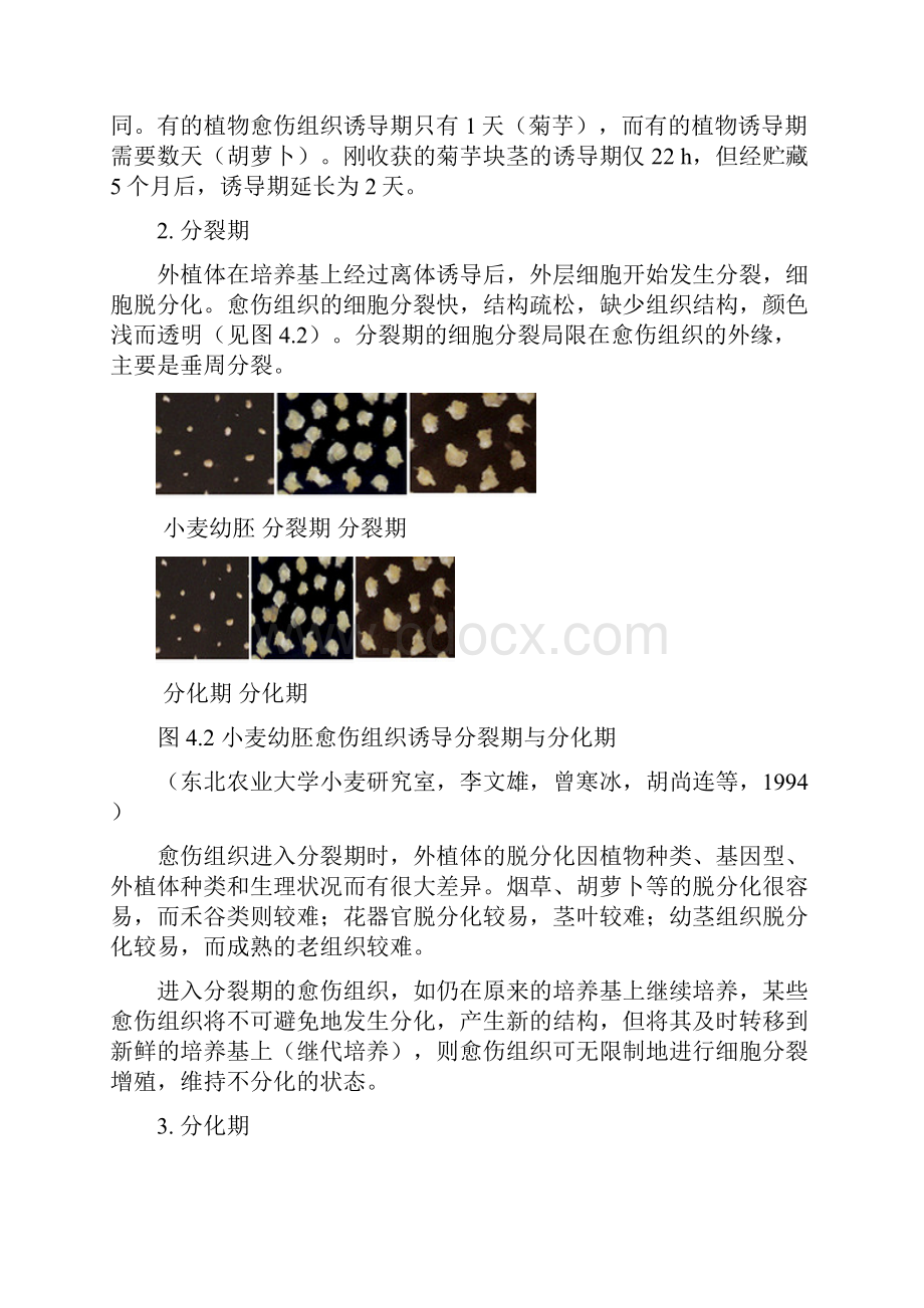 愈伤组织的诱导形成及分化.docx_第2页