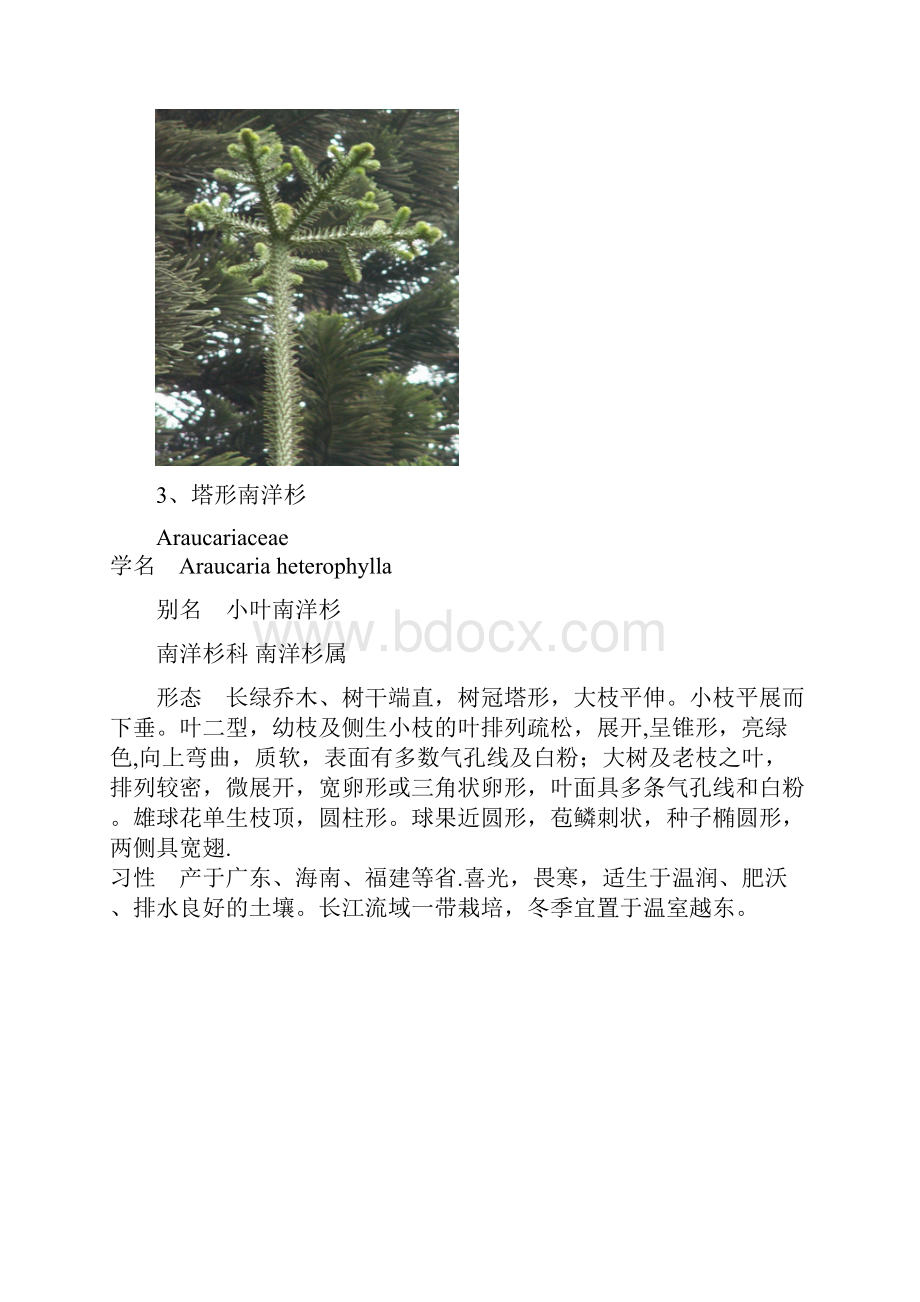 完整福建地区常见园林树木种类.docx_第2页