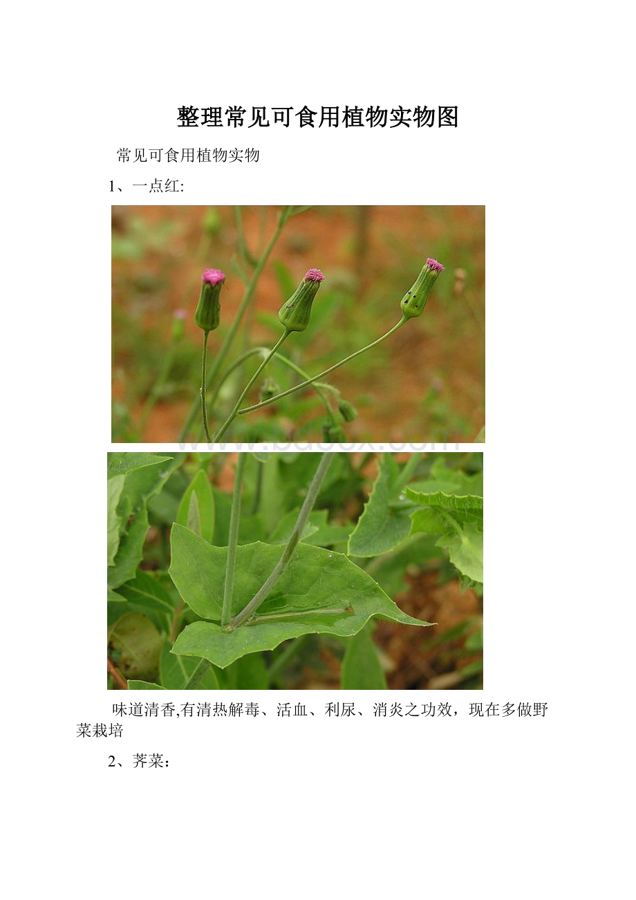 整理常见可食用植物实物图.docx_第1页