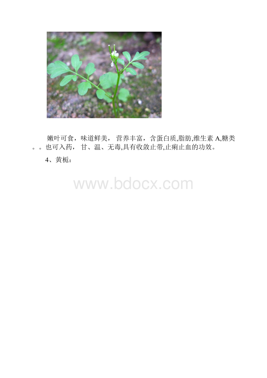 整理常见可食用植物实物图.docx_第3页