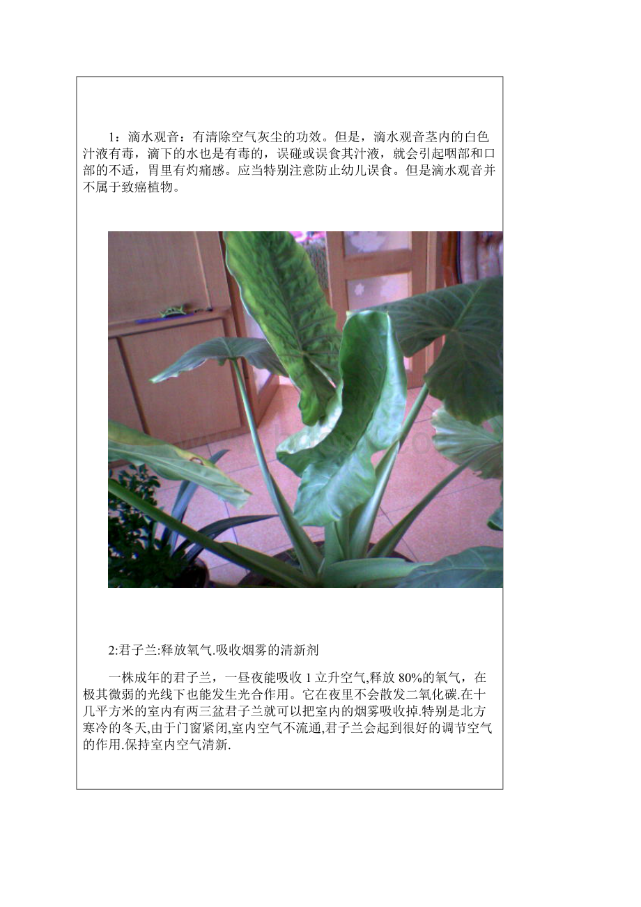 14种植物放入室内的奇异功效.docx_第2页