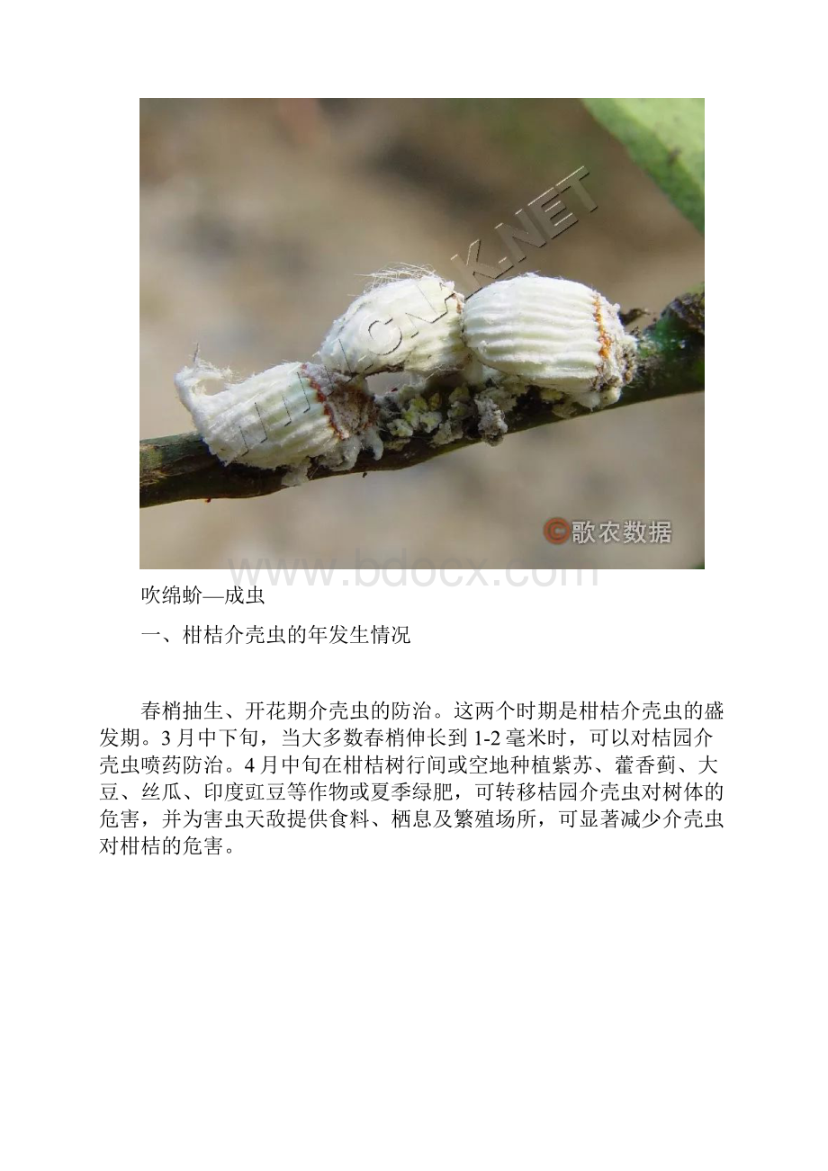 防治柑橘介壳虫的关键是合理用药.docx_第2页