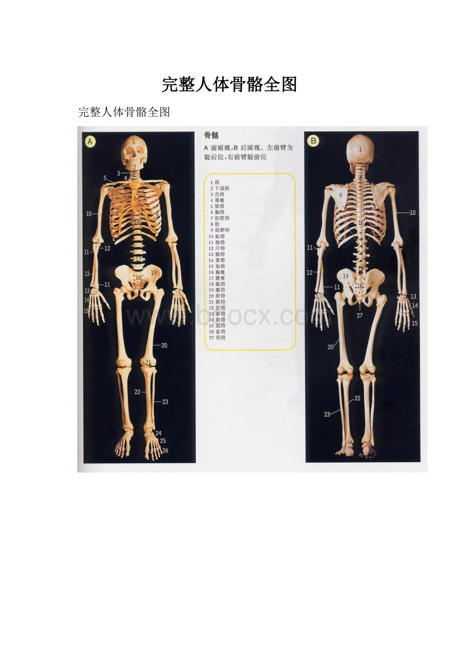 完整人体骨骼全图.docx_第1页