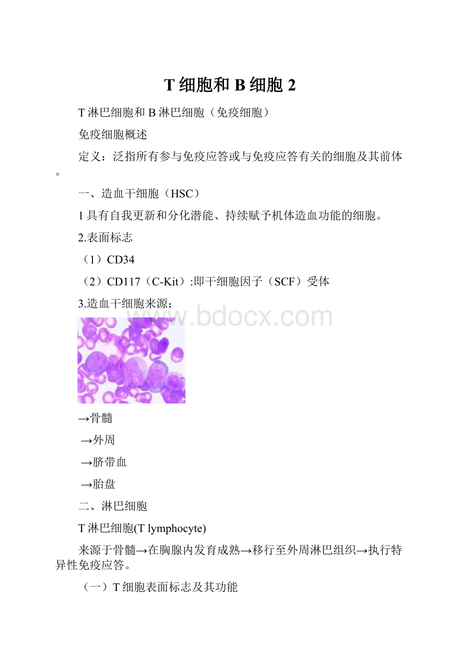 T细胞和B细胞 2.docx