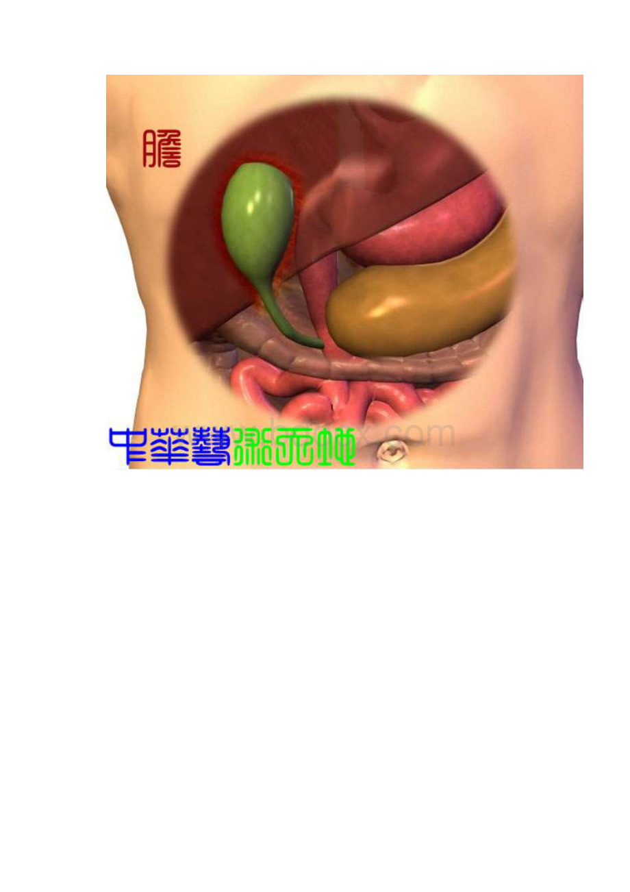 人体内脏结构图医学图谱.docx_第3页