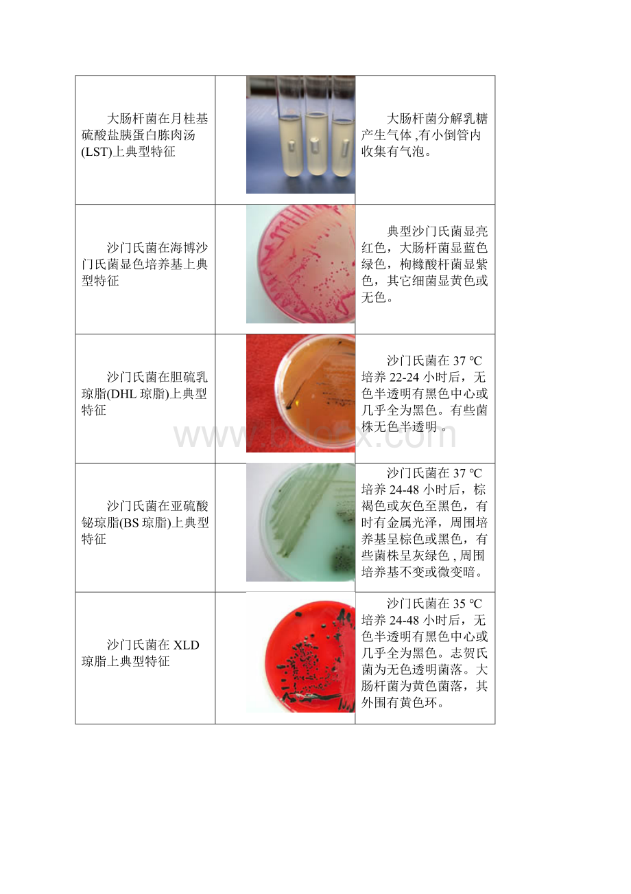 微生物菌落形态图片.docx_第3页