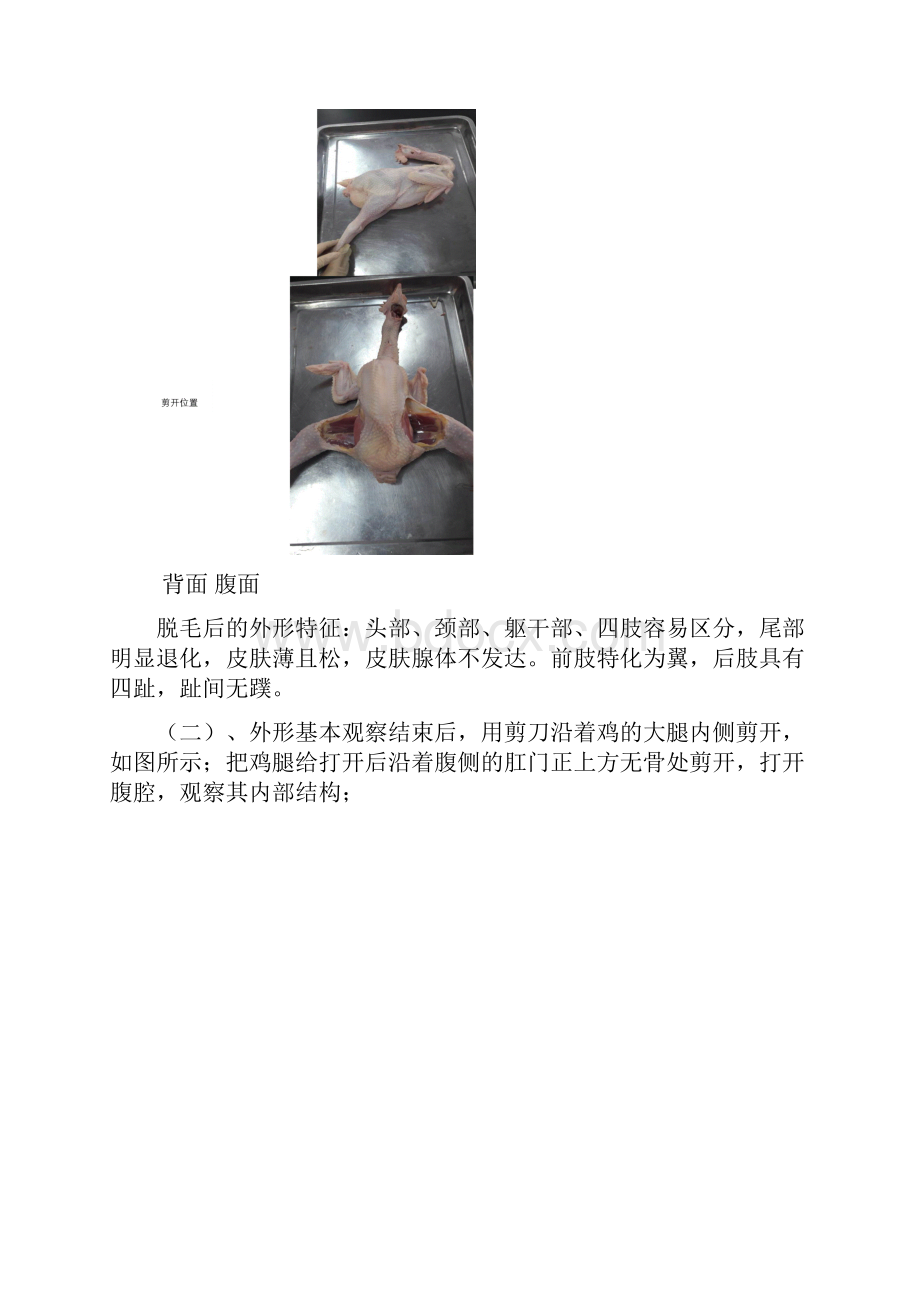 鸡的解剖实验报告.docx_第2页