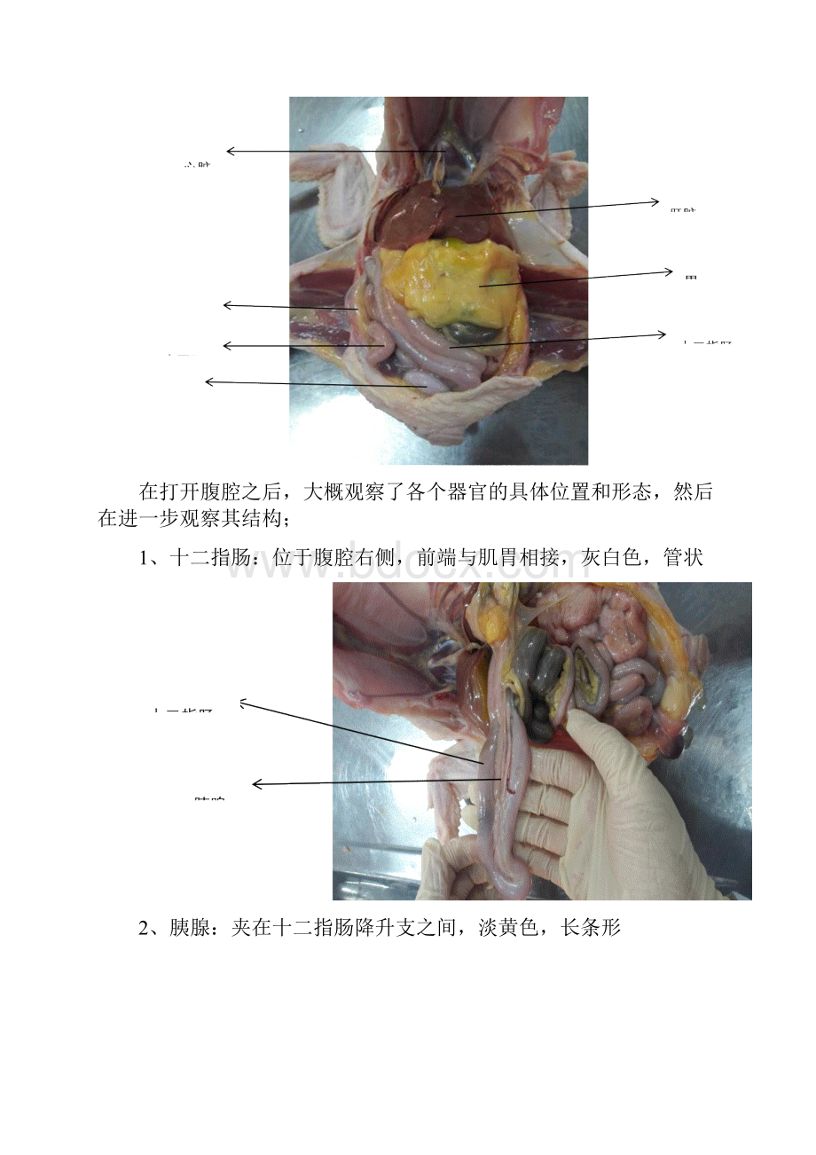 鸡的解剖实验报告.docx_第3页