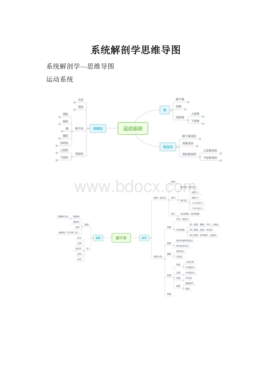 系统解剖学思维导图.docx