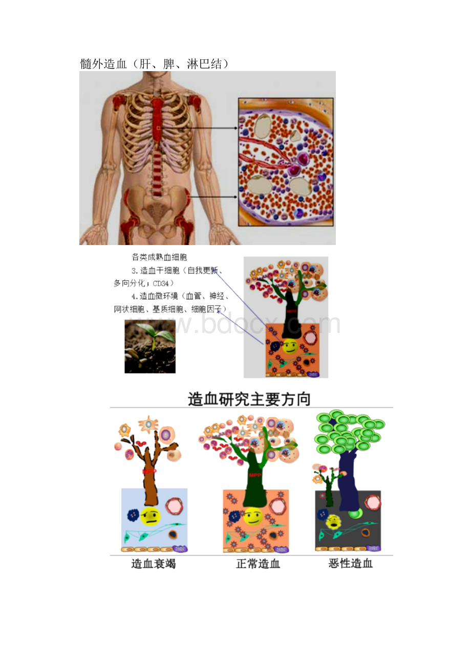 临床检验技师临床血液学检验讲义复习精讲doc.docx_第3页