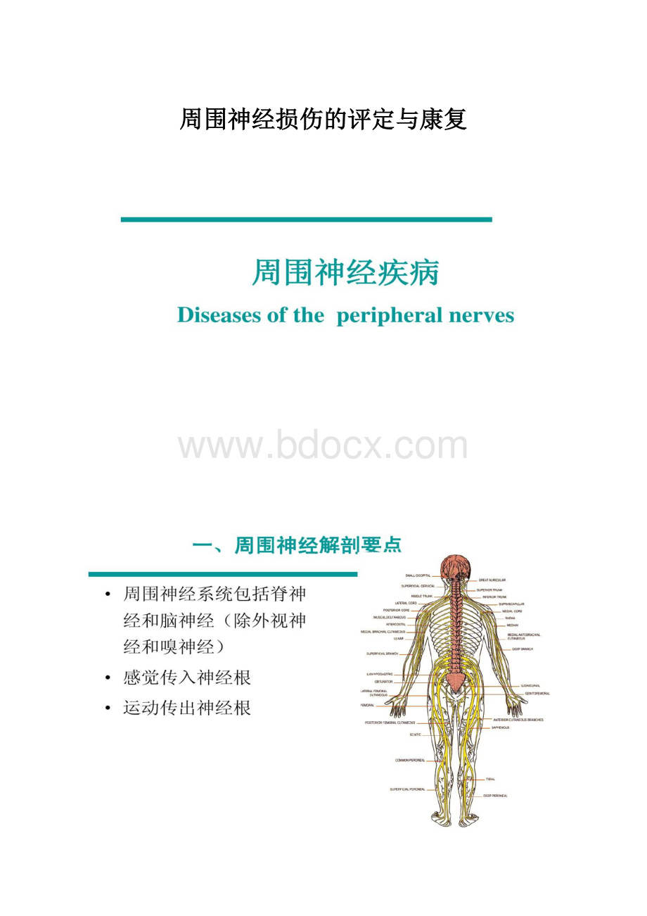 周围神经损伤的评定与康复.docx