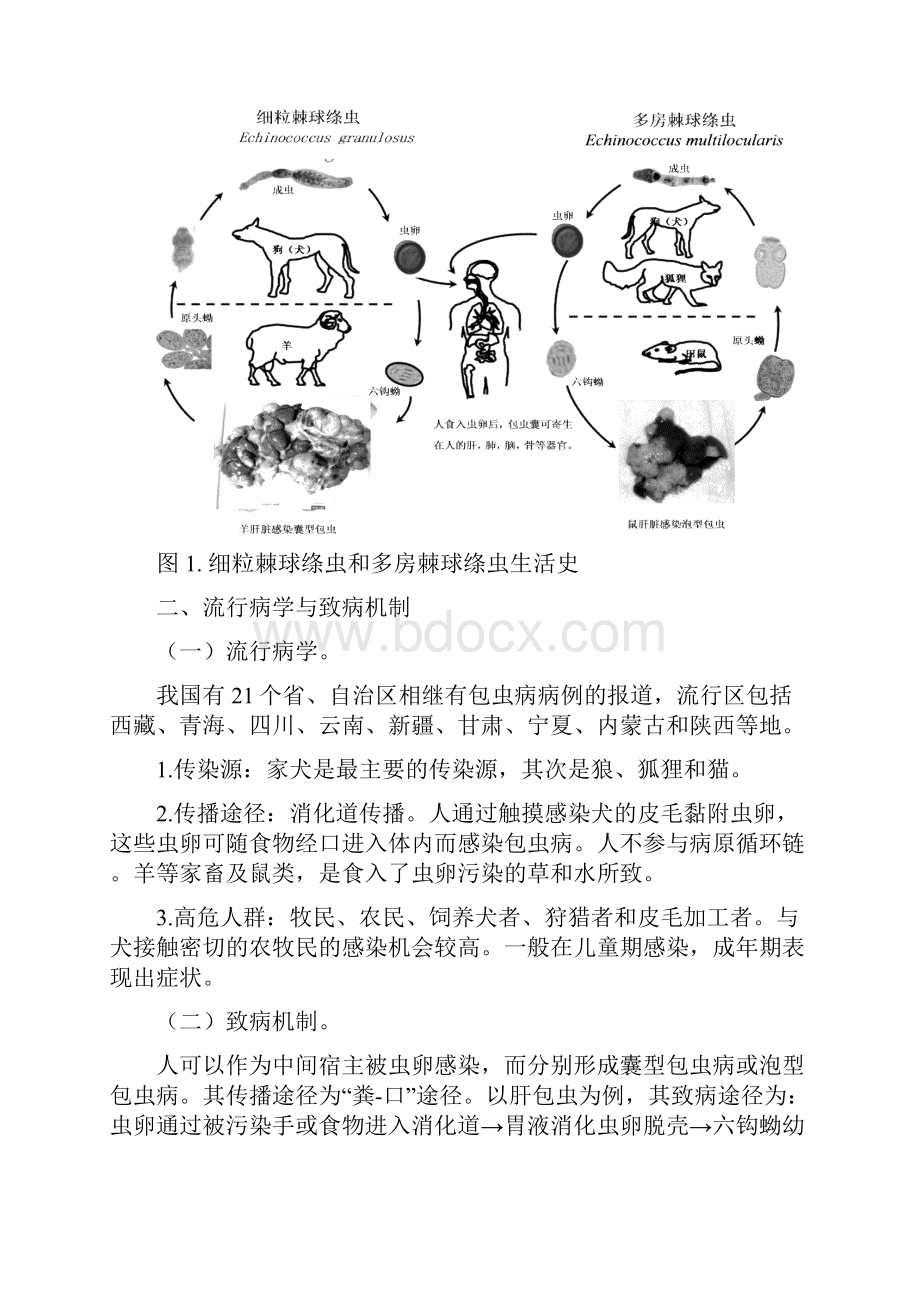 包虫病诊疗方案.docx_第2页