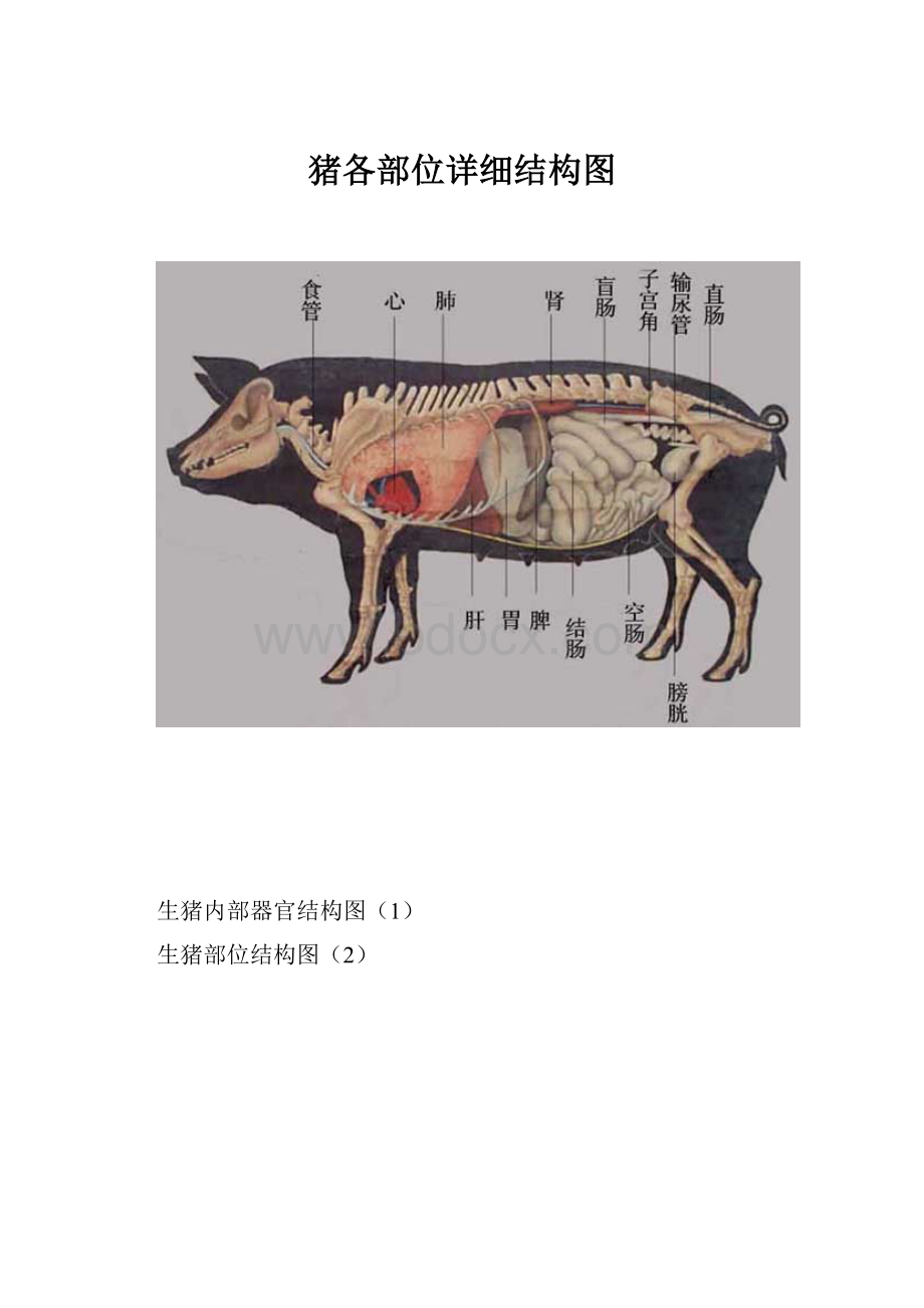 猪各部位详细结构图.docx