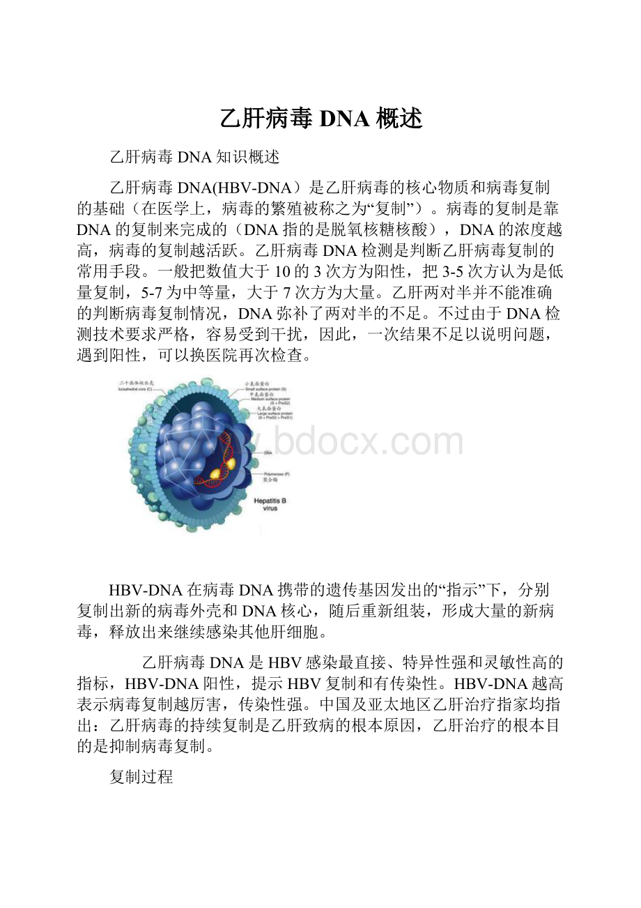 乙肝病毒DNA概述.docx_第1页