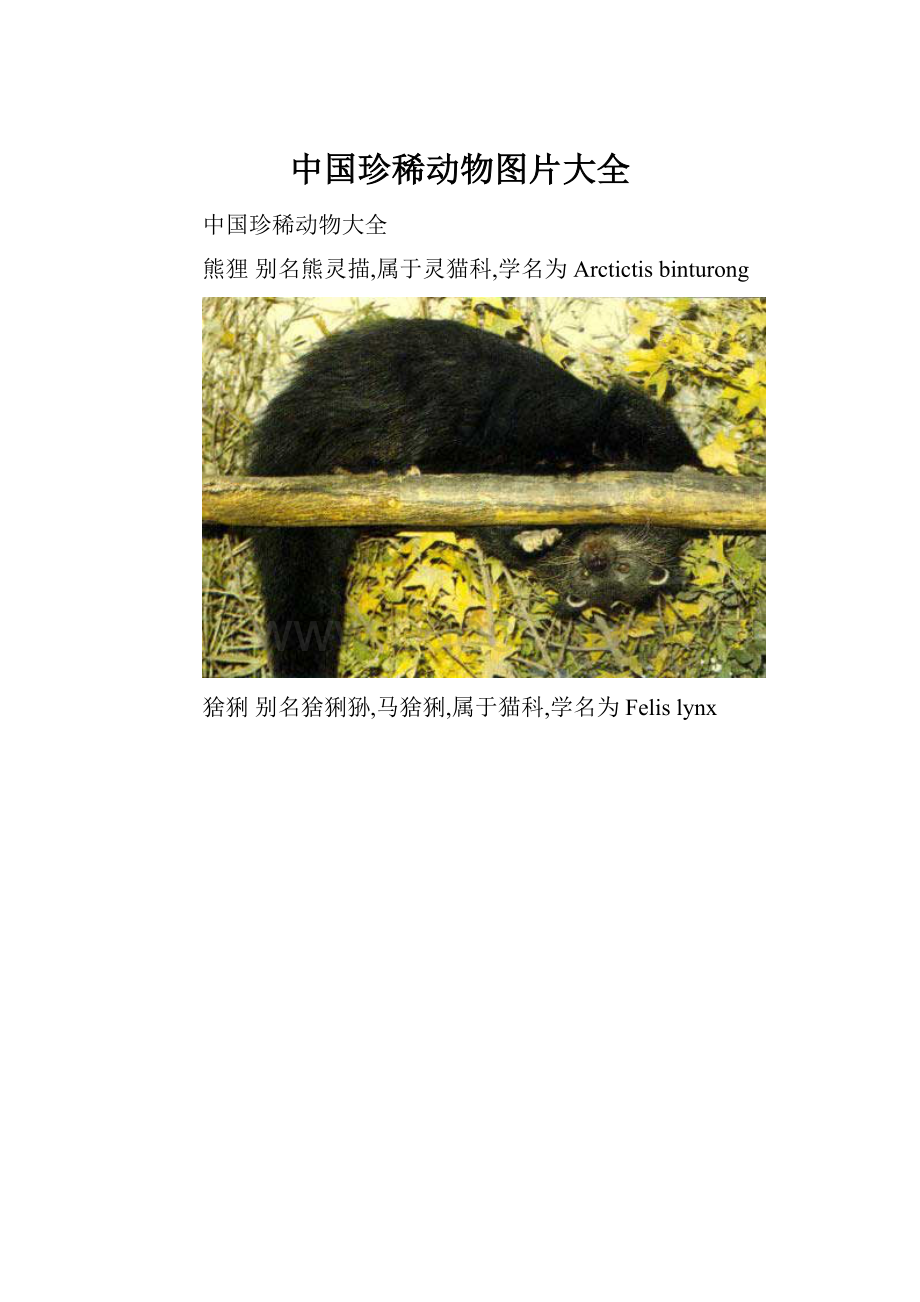 中国珍稀动物图片大全.docx