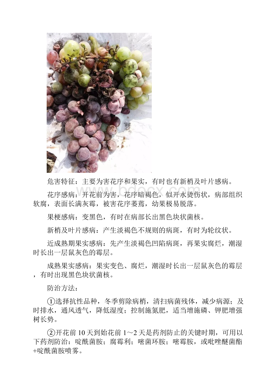 葡萄常见的各种病害图谱及防治措施1.docx_第3页