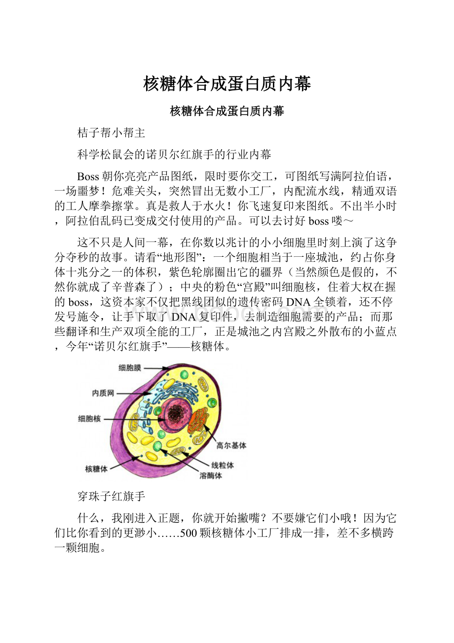 核糖体合成蛋白质内幕.docx