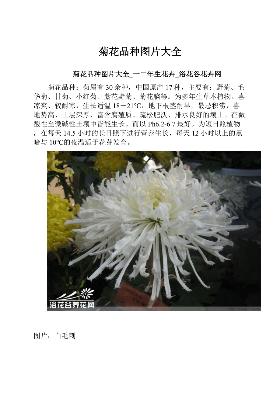 菊花品种图片大全.docx