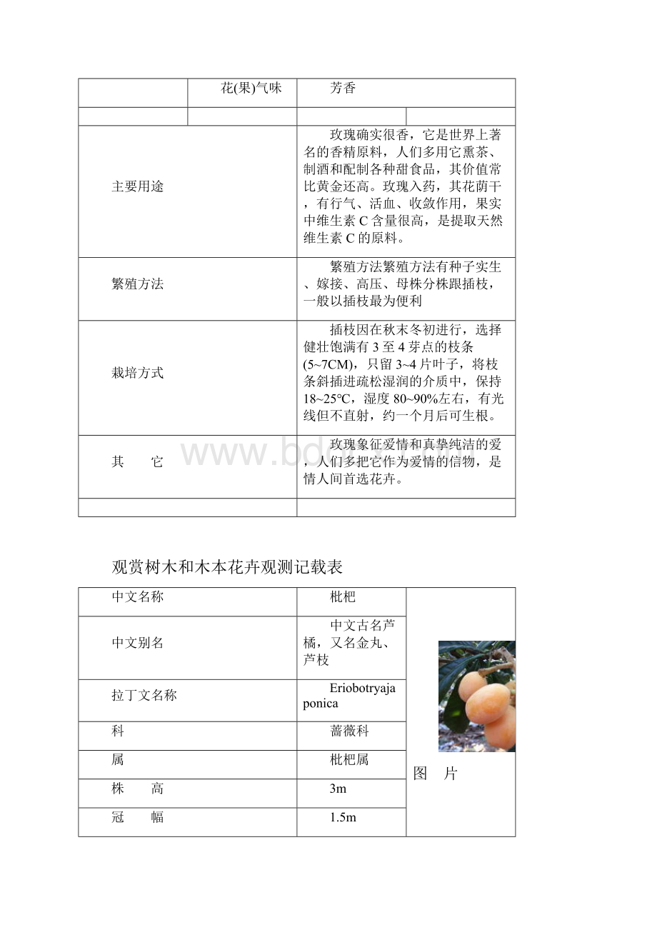 精品植物观测记录.docx_第2页