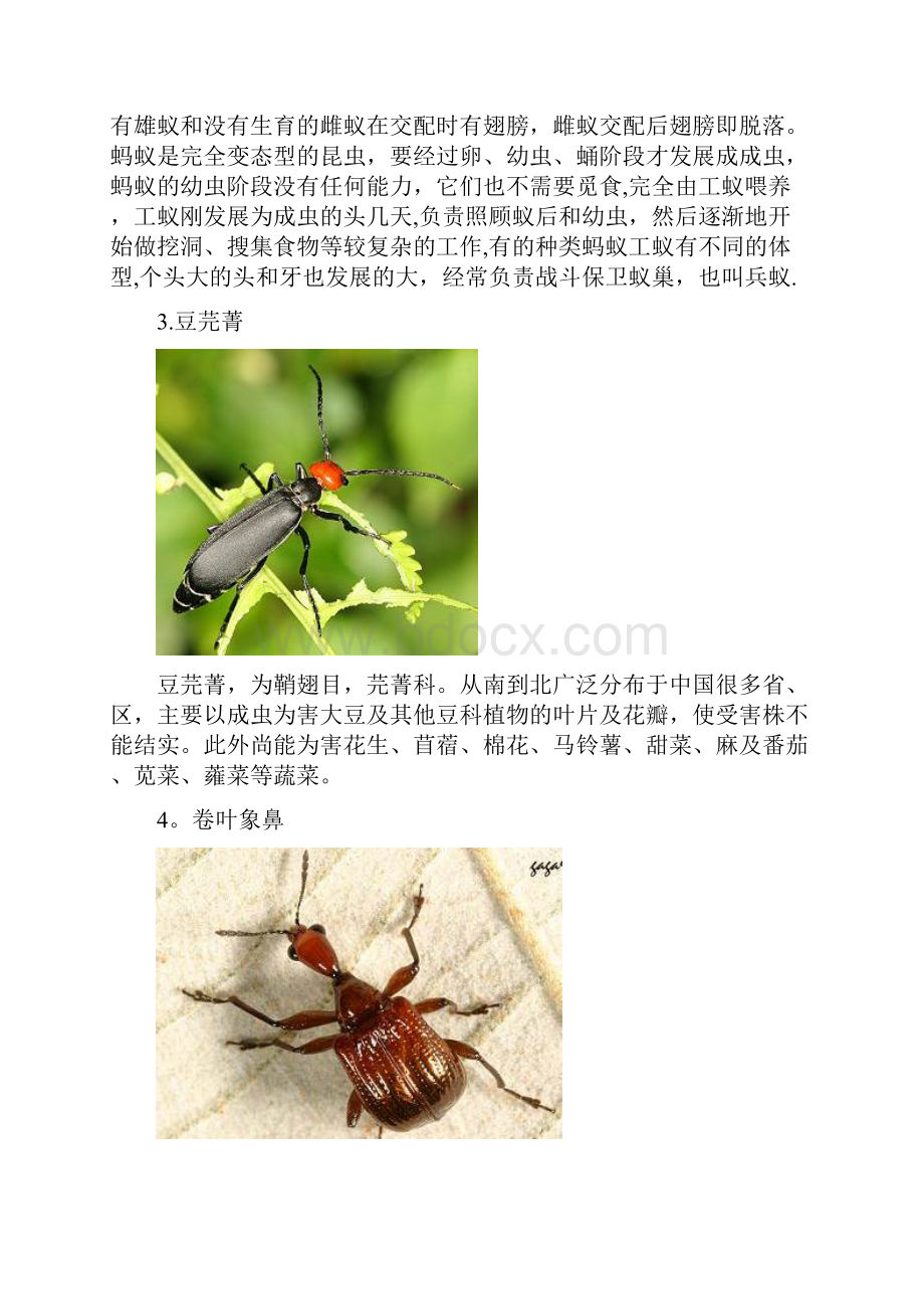 精品认识昆虫名字+图片.docx_第2页