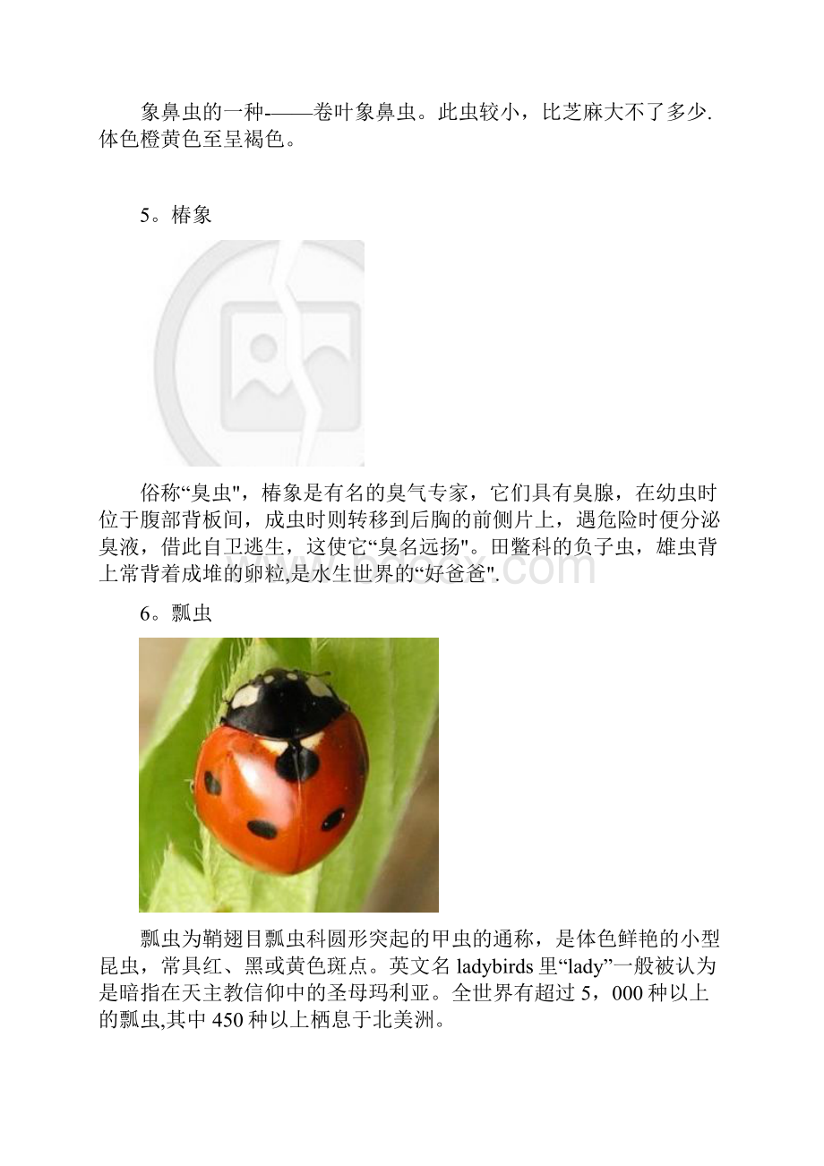 精品认识昆虫名字+图片.docx_第3页