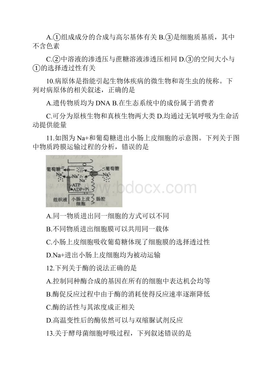 高三河北省鸡泽县届高三生物上学期第二次周测试题含答案.docx_第3页