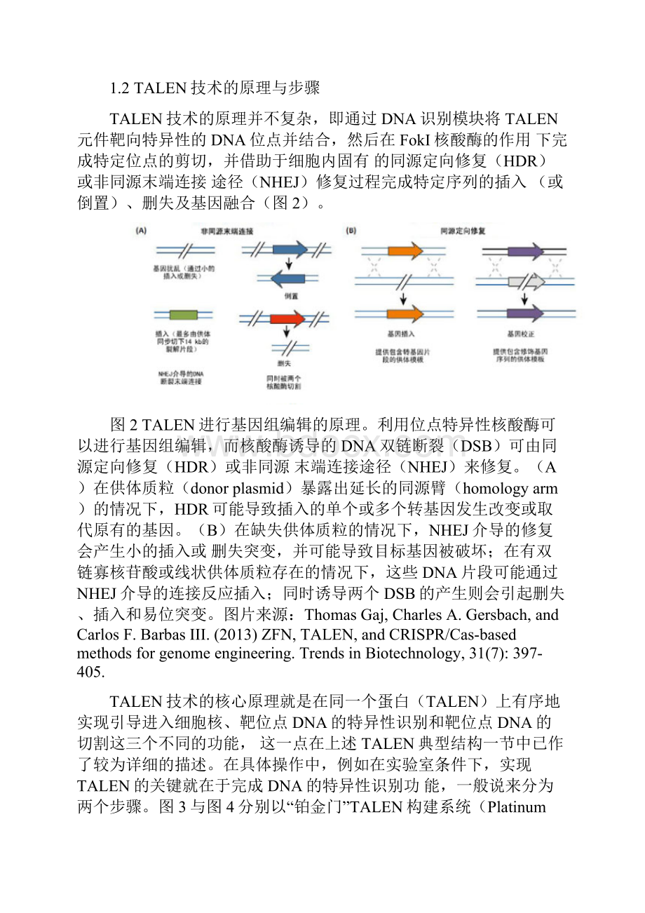 TALEN基因编辑技术.docx_第3页