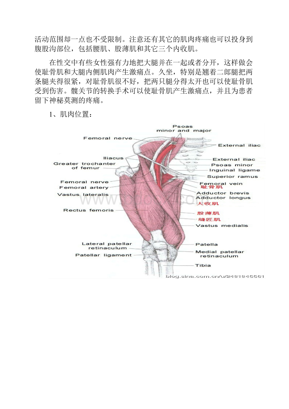 激痛点和肌肉疼痛自我按摩治疗大腿内侧痛.docx_第2页