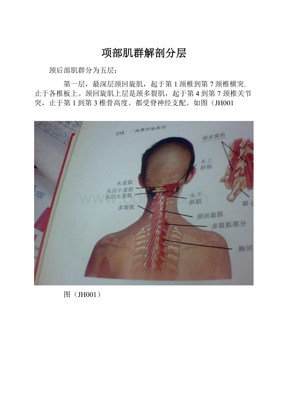 项部肌群解剖分层.docx_第1页