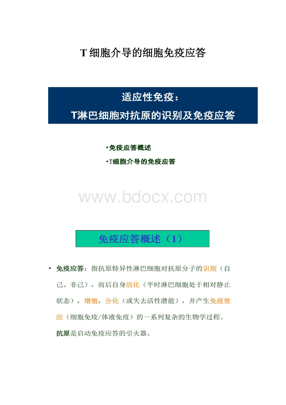 T细胞介导的细胞免疫应答.docx