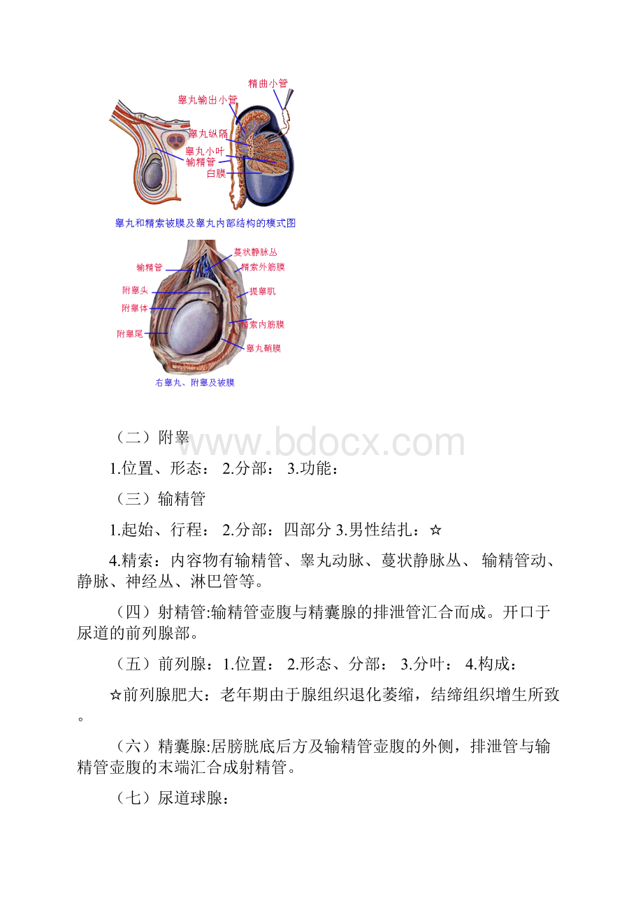 解剖备课笔记3.docx_第2页