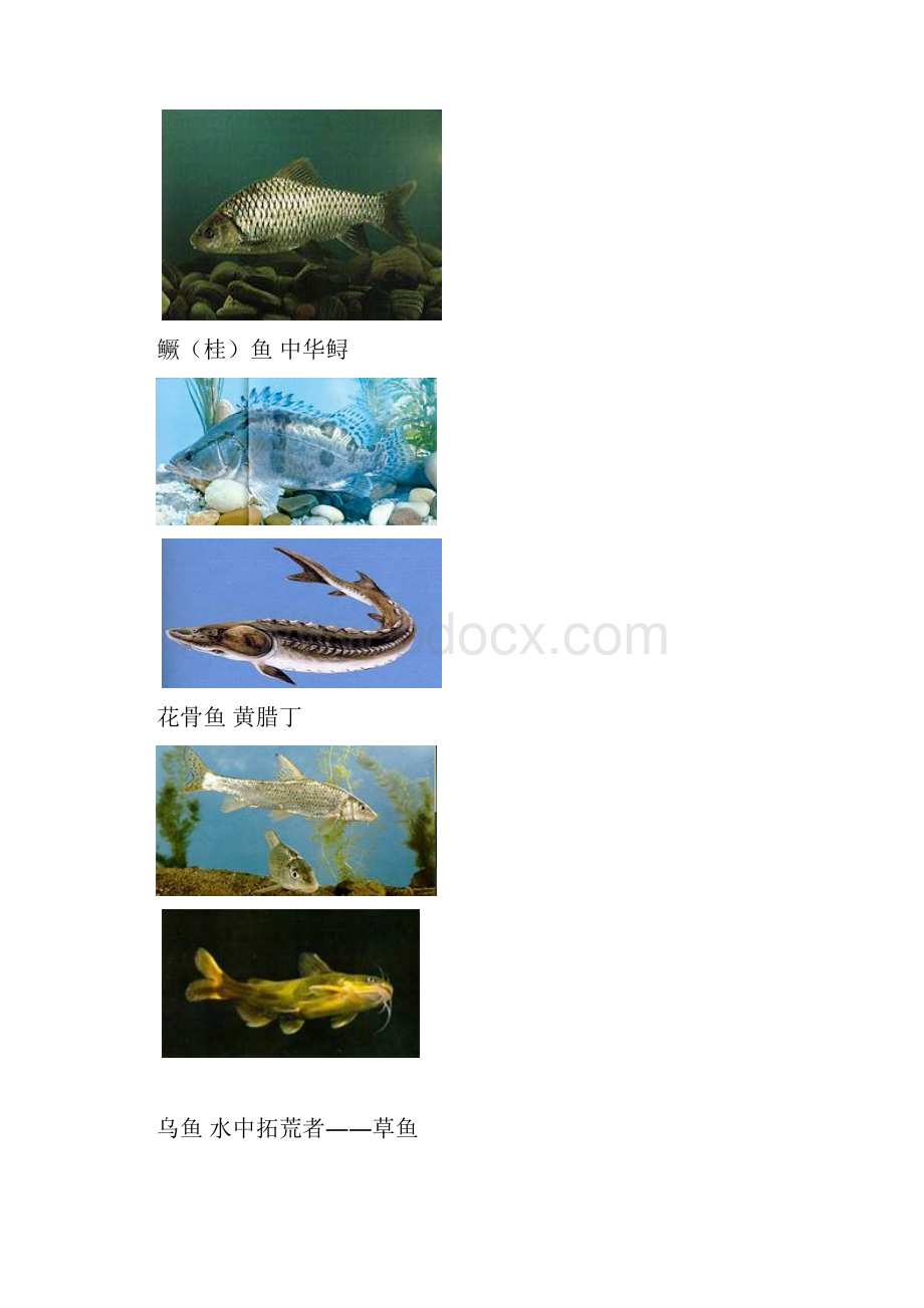 淡水鱼品种彩图.docx_第2页