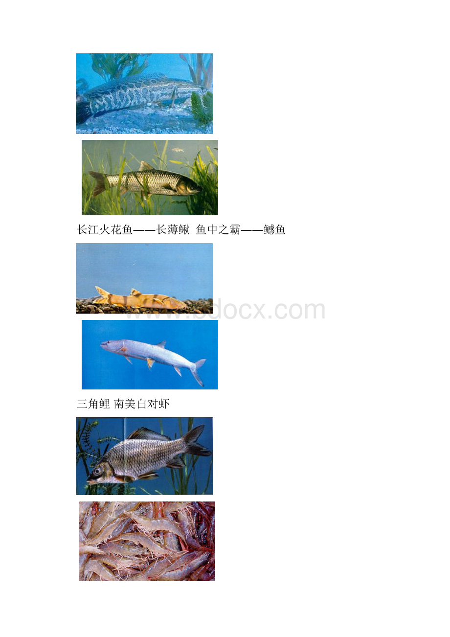 淡水鱼品种彩图.docx_第3页