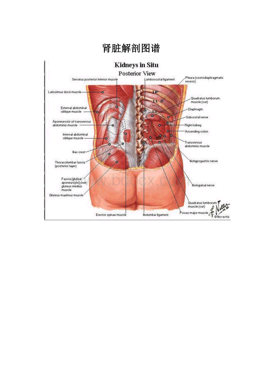 肾脏解剖图谱.docx
