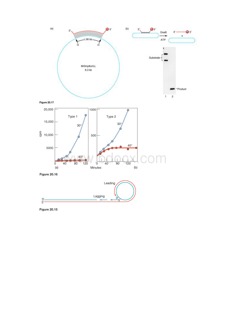 分子生物学图片20.docx_第3页