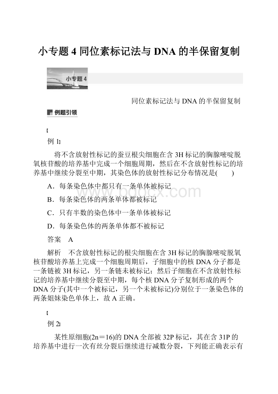 小专题4 同位素标记法与DNA的半保留复制.docx