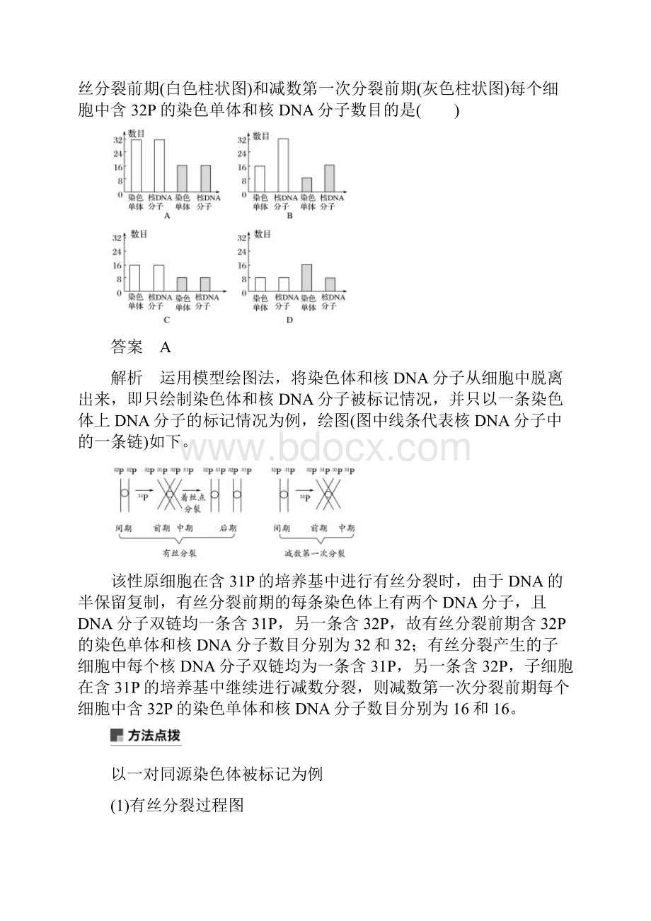 小专题4 同位素标记法与DNA的半保留复制.docx_第2页