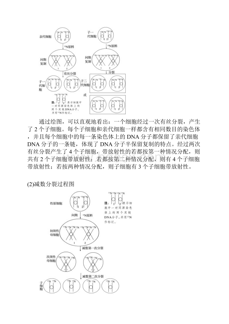 小专题4 同位素标记法与DNA的半保留复制.docx_第3页