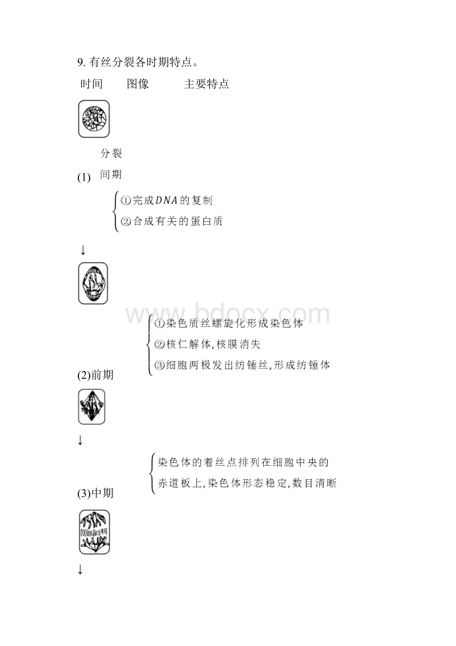 有丝分裂和减数分裂知识点总结大全汇编.docx_第2页