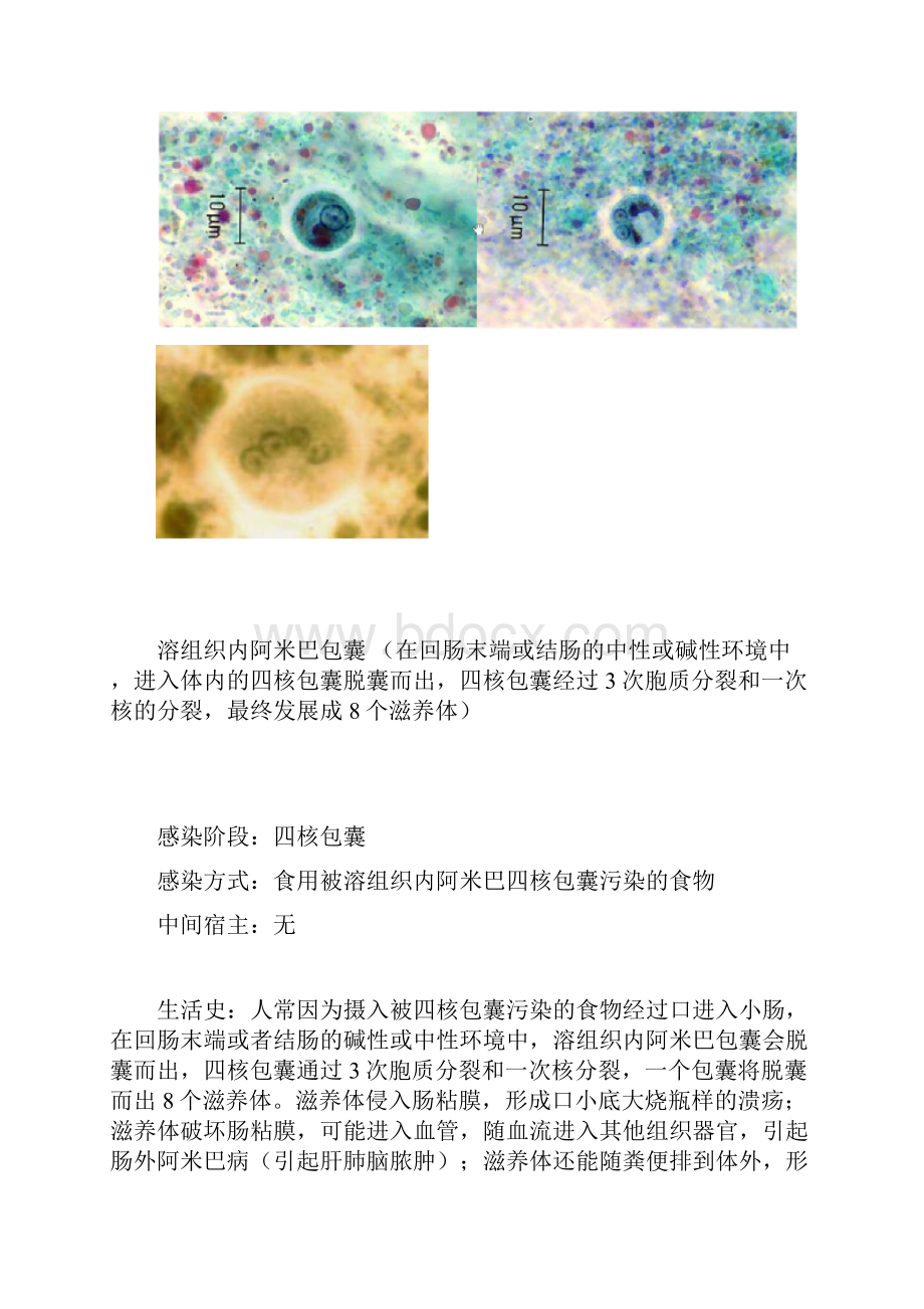 寄生虫重点知识.docx_第3页