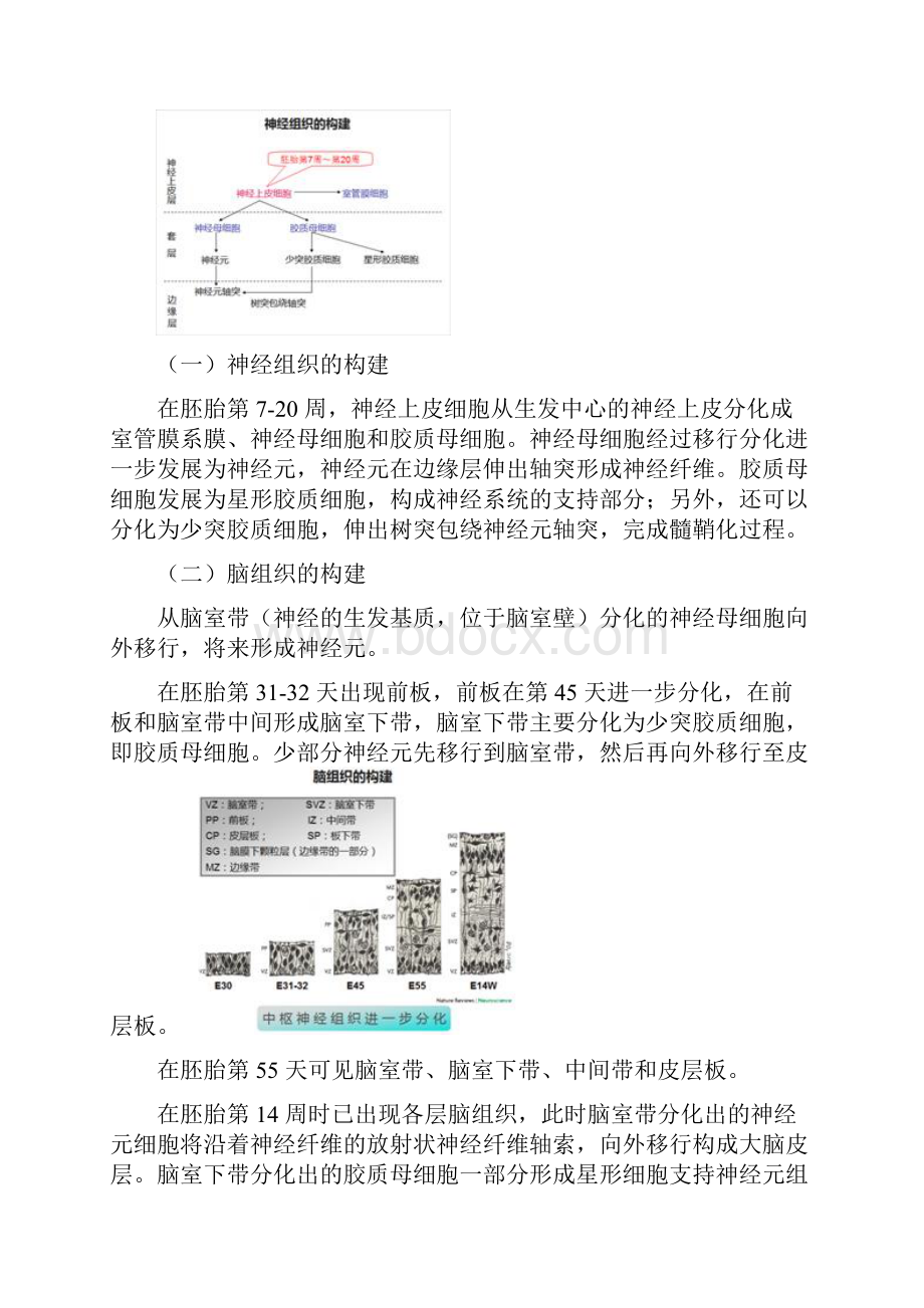 1儿童脑正常发育地磁共振成像.docx_第3页