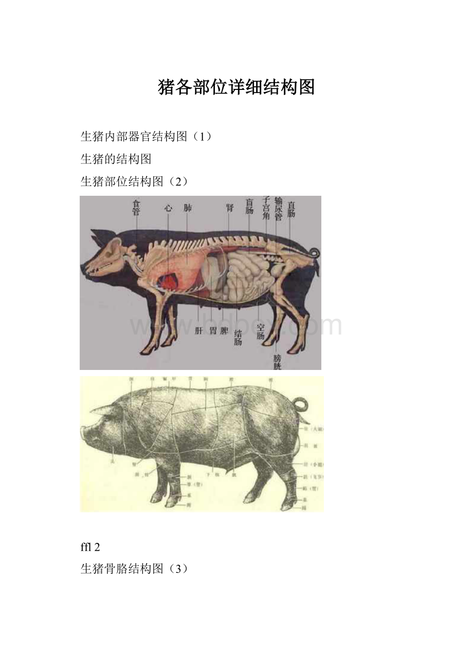 猪各部位详细结构图.docx